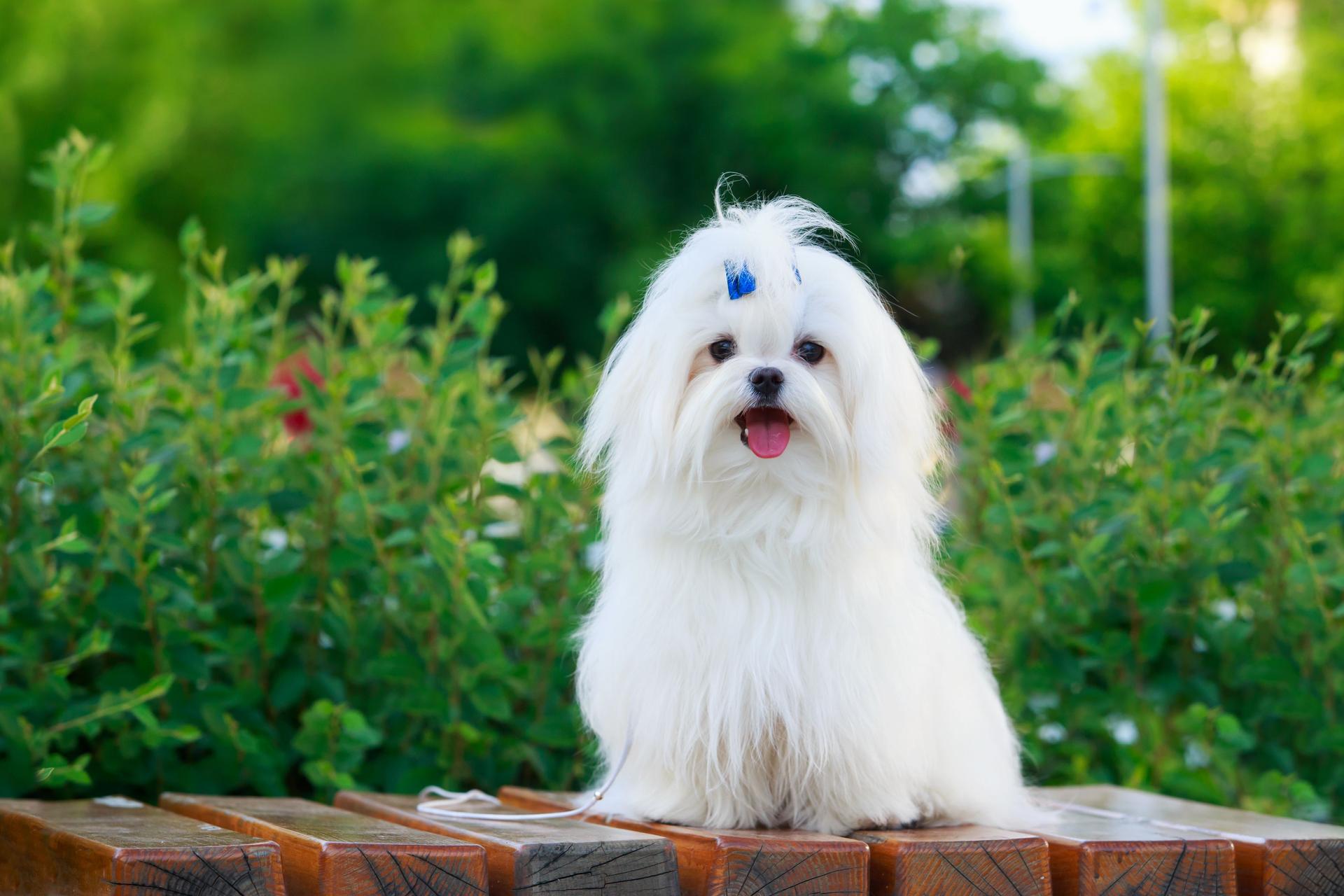 Cute maltese dog